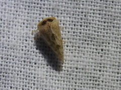 Cyrtolobus maculifrontis