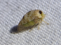 Cyrtolobus maculifrontis