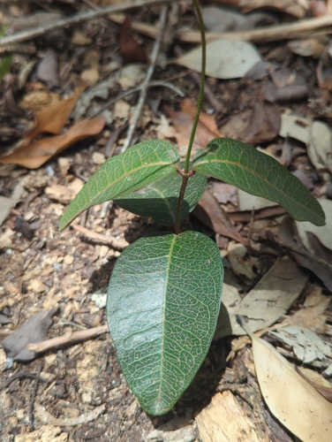 Echites umbellatus