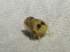 Cyrtolobus maculifrontis