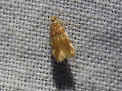 Theisoa constrictella