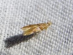 Theisoa constrictella