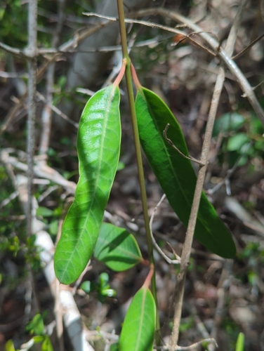 Rhabdadenia biflora