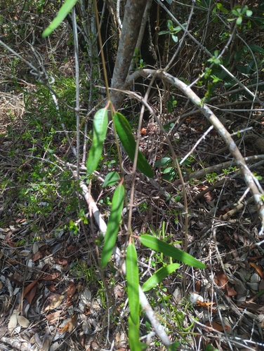 Rhabdadenia biflora, photograph 2
