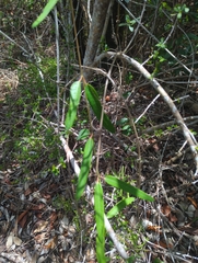 Rhabdadenia biflora, photograph (c) Tom Field, some rights reserved (CC BY)