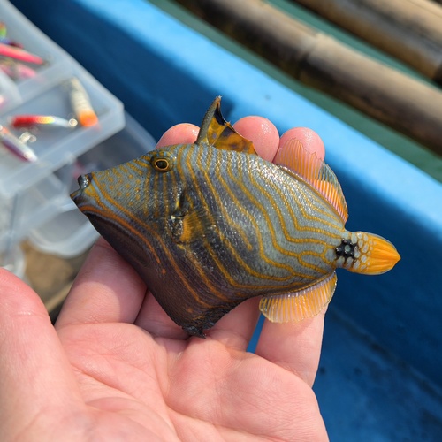 Orangestripe Triggerfish