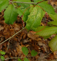 Phytomyza ilicis group