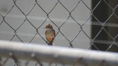 Pyrocephalus rubinus