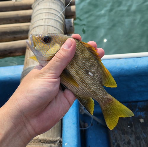 Speckled Snapper