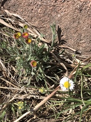 Erigeron tracyi