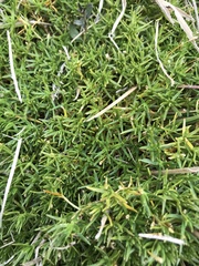 Scleranthus biflorus