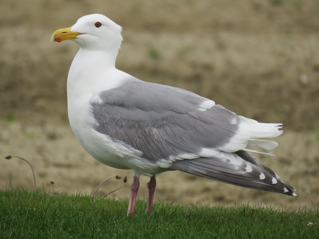 Olympic Gull