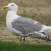 Olympic Gull - Photo (c) Calli, some rights reserved (CC BY-NC), uploaded by Calli
