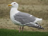 Olympic Gull - Photo (c) Calli, some rights reserved (CC BY-NC), uploaded by Calli