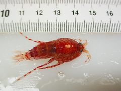 Rhachotropis aculeata