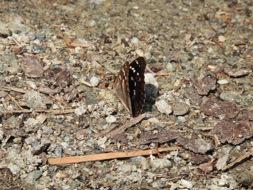 Lesser Purple Emperor