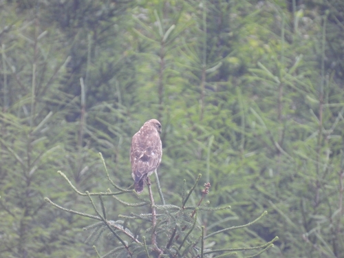 Common Buzzard