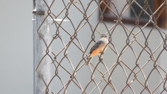 Pyrocephalus rubinus obscurus