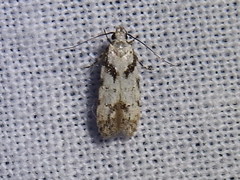 Pseudotelphusa palliderosacella
