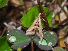 Diasemia