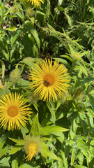 Inula hookeri, photograph author not stated, no rights reserved
