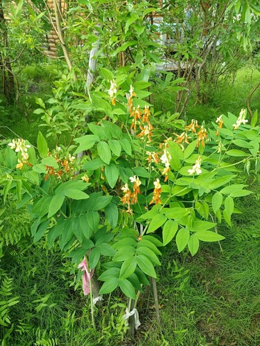 Gmelin’s vetchling
