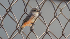 Pyrocephalus rubinus