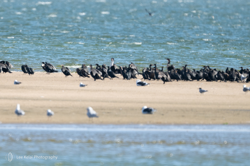 iNaturalist image