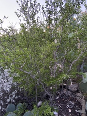 Vachellia rigidula