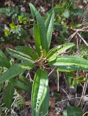 Miconia bicolor, photograph (c) Tom Field, some rights reserved (CC BY)