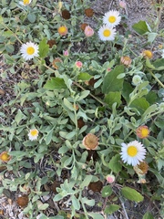 Aphanostephus skirrhobasis thalassius