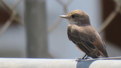 Pyrocephalus rubinus