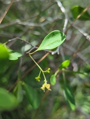 Guapira discolor, photograph (c) Tom Field, some rights reserved (CC BY)