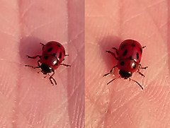 Gonioctena fornicata