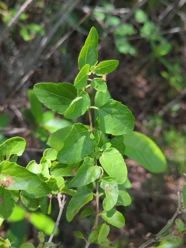Koanophyllon villosum