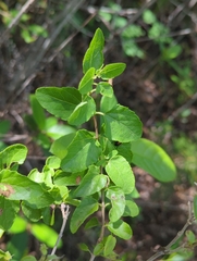 Koanophyllon villosum