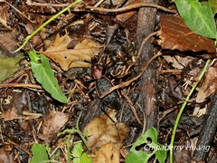 Carabus nankotaizanus