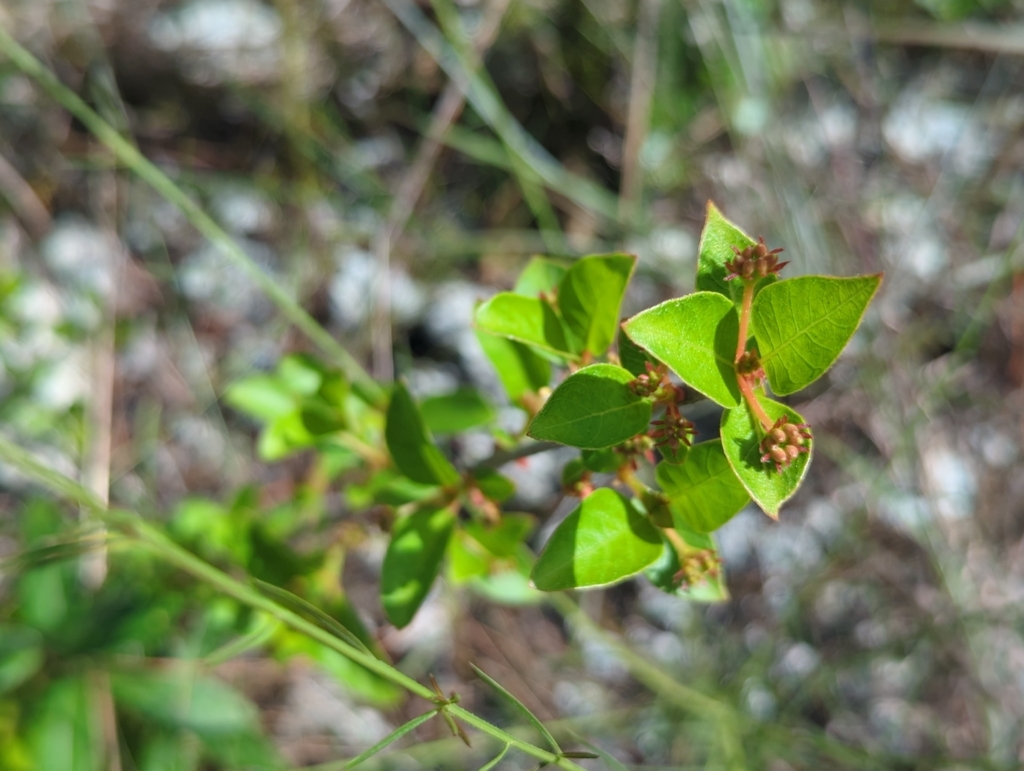 Guettarda elliptica; photograph (c) Tom Field, some rights reserved (CC BY)