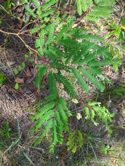 Lysiloma latisiliquum