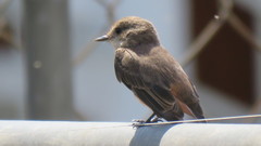 Pyrocephalus rubinus