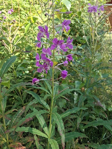 fireweed