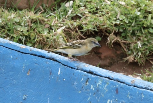 iNaturalist image