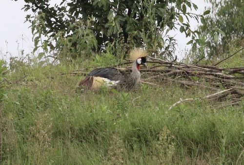 iNaturalist image