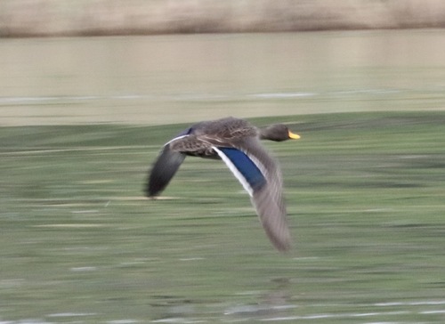 iNaturalist image