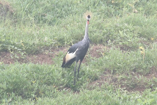iNaturalist image