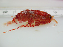 Rhachotropis aculeata