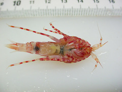 Rhachotropis aculeata