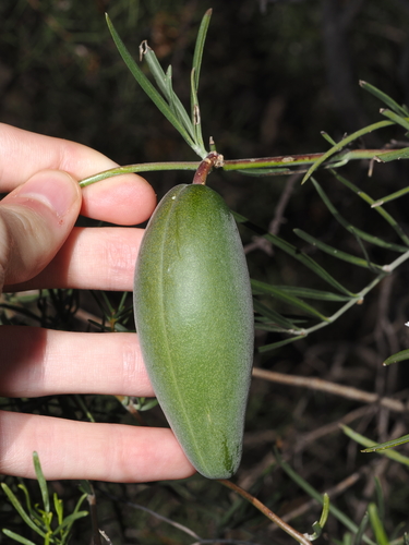 Leichhardtia australis, photograph 6