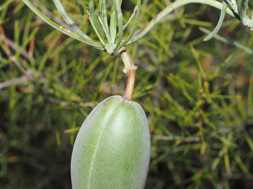 Leichhardtia australis, photograph 5