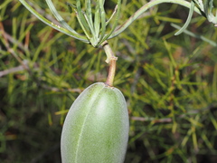 Leichhardtia australis, photograph Thomas Mesaglio, CC BY, iNaturalist via GBIF